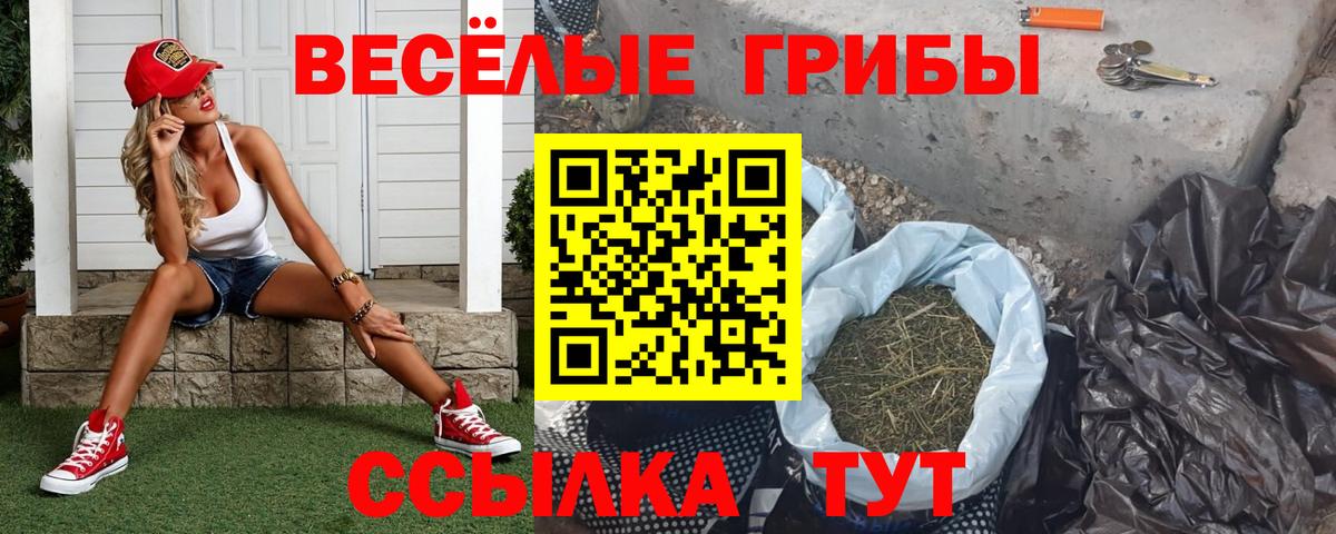 купить наркотик  Псилоцибиновые грибы GOLDEN TEACHER  Вход с VPN  Алатырь 